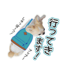 チワワのるいとろろあ～ろろあ敬語編～（個別スタンプ：10）