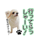 チワワのるいとろろあ～ろろあ敬語編～（個別スタンプ：11）