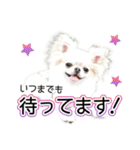 チワワのるいとろろあ～ろろあ敬語編～（個別スタンプ：12）