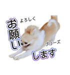 チワワのるいとろろあ～ろろあ敬語編～（個別スタンプ：13）