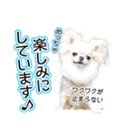 チワワのるいとろろあ～ろろあ敬語編～（個別スタンプ：14）