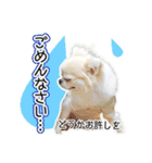 チワワのるいとろろあ～ろろあ敬語編～（個別スタンプ：15）