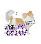 チワワのるいとろろあ～ろろあ敬語編～（個別スタンプ：16）