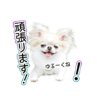 チワワのるいとろろあ～ろろあ敬語編～（個別スタンプ：17）
