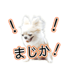 チワワのるいとろろあ～ろろあ敬語編～（個別スタンプ：19）