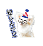 チワワのるいとろろあ～ろろあ敬語編～（個別スタンプ：20）