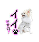 チワワのるいとろろあ～ろろあ敬語編～（個別スタンプ：23）