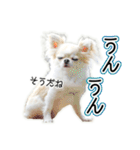 チワワのるいとろろあ～ろろあ敬語編～（個別スタンプ：25）