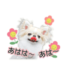 チワワのるいとろろあ～ろろあ敬語編～（個別スタンプ：28）