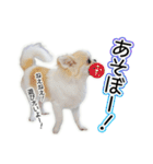 チワワのるいとろろあ～ろろあ敬語編～（個別スタンプ：29）