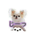 チワワのるいとろろあ～ろろあ敬語編～（個別スタンプ：30）
