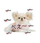 チワワのるいとろろあ～ろろあ敬語編～（個別スタンプ：31）