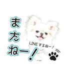 チワワのるいとろろあ～ろろあ敬語編～（個別スタンプ：32）