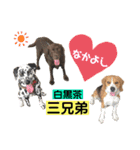 白黒茶 三兄弟〜♪♪♪（個別スタンプ：1）