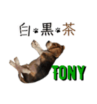 白黒茶 三兄弟〜♪♪♪（個別スタンプ：3）