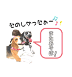 白黒茶 三兄弟〜♪♪♪（個別スタンプ：10）