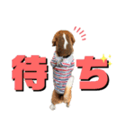 白黒茶 三兄弟〜♪♪♪（個別スタンプ：18）