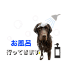 白黒茶 三兄弟〜♪♪♪（個別スタンプ：21）