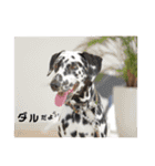 白黒茶 三兄弟〜♪♪♪（個別スタンプ：24）
