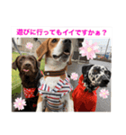 白黒茶 三兄弟〜♪♪♪（個別スタンプ：25）