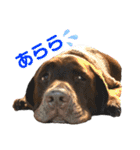 白黒茶 三兄弟〜♪♪♪（個別スタンプ：30）
