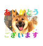 柴犬  豆之進 日常STAMP☆【関西弁】其の二（個別スタンプ：1）