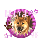 柴犬  豆之進 日常STAMP☆【関西弁】其の二（個別スタンプ：2）