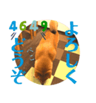 柴犬  豆之進 日常STAMP☆【関西弁】其の二（個別スタンプ：3）