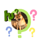 柴犬  豆之進 日常STAMP☆【関西弁】其の二（個別スタンプ：4）