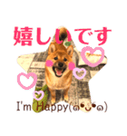 柴犬  豆之進 日常STAMP☆【関西弁】其の二（個別スタンプ：5）
