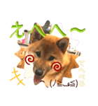 柴犬  豆之進 日常STAMP☆【関西弁】其の二（個別スタンプ：6）