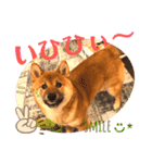 柴犬  豆之進 日常STAMP☆【関西弁】其の二（個別スタンプ：7）
