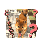 柴犬  豆之進 日常STAMP☆【関西弁】其の二（個別スタンプ：8）