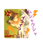 柴犬  豆之進 日常STAMP☆【関西弁】其の二（個別スタンプ：9）