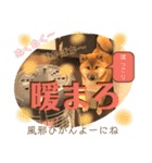 柴犬  豆之進 日常STAMP☆【関西弁】其の二（個別スタンプ：10）