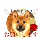 柴犬  豆之進 日常STAMP☆【関西弁】其の二（個別スタンプ：11）