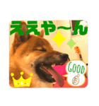 柴犬  豆之進 日常STAMP☆【関西弁】其の二（個別スタンプ：12）