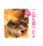 柴犬  豆之進 日常STAMP☆【関西弁】其の二（個別スタンプ：13）