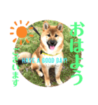 柴犬  豆之進 日常STAMP☆【関西弁】其の二（個別スタンプ：14）
