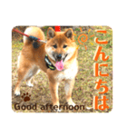 柴犬  豆之進 日常STAMP☆【関西弁】其の二（個別スタンプ：15）