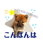 柴犬  豆之進 日常STAMP☆【関西弁】其の二（個別スタンプ：16）