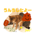 柴犬  豆之進 日常STAMP☆【関西弁】其の二（個別スタンプ：17）