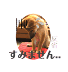 柴犬  豆之進 日常STAMP☆【関西弁】其の二（個別スタンプ：19）