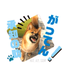 柴犬  豆之進 日常STAMP☆【関西弁】其の二（個別スタンプ：20）