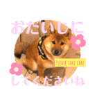 柴犬  豆之進 日常STAMP☆【関西弁】其の二（個別スタンプ：21）