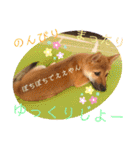 柴犬  豆之進 日常STAMP☆【関西弁】其の二（個別スタンプ：22）