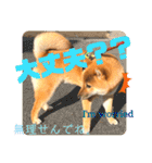柴犬  豆之進 日常STAMP☆【関西弁】其の二（個別スタンプ：23）