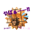 柴犬  豆之進 日常STAMP☆【関西弁】其の二（個別スタンプ：24）