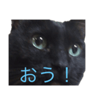 黒猫ミロ（個別スタンプ：1）