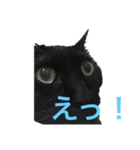 黒猫ミロ（個別スタンプ：2）